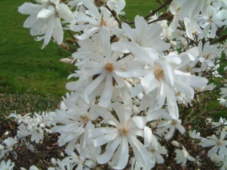 Magnolia stellata 'Royal Star', šácholan hvězdovitý 'Royal Star', 100-125, k5l
